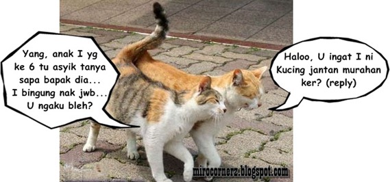 kucingromantis