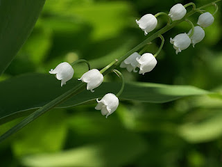 Muguet de mai - Convallaria majalis