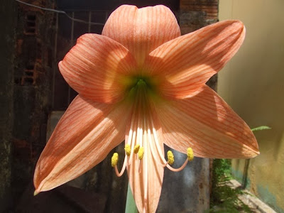 Amarílis, açucena ou flor-da-imperatriz (Hippeastrum hybridum)