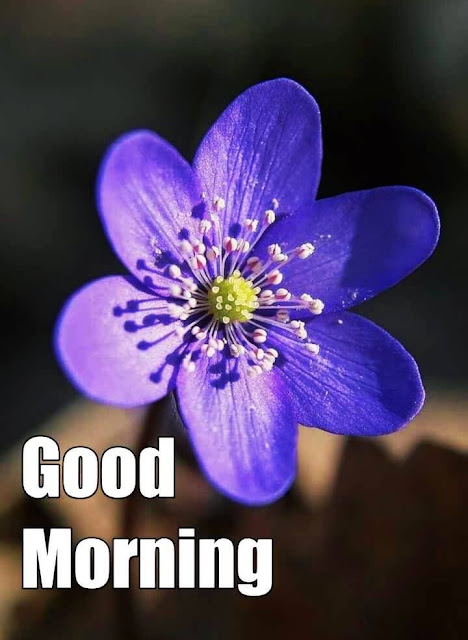 Good Morning Images Free Download For WhatsApp HD Download