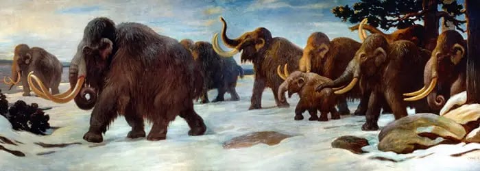 प्राचीन मैमथ और मास्टोडॉन का इतिहास, Mammoths Mastodons In Hindi, Mammoths In Hindi, mammoth in hindi, मैमथ, mammoth animal in hindi, woolly mammoth in hindi, मैमथ हाथी, maimat, memath hathi, मैमथ आज, mammoth hindi, mammoth purvaj hai,