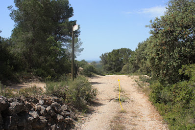 ARBRES SINGULARS A L'ALBÀ-AIGUAMÚRCIA-ALT CAMP, Camí del Pla de Manlleu a Aiguamúrcia a l'alçada de la Masia de Cal Manco