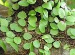  tanaman herbal Sisik Naga Drymoglossum piloselloides L 