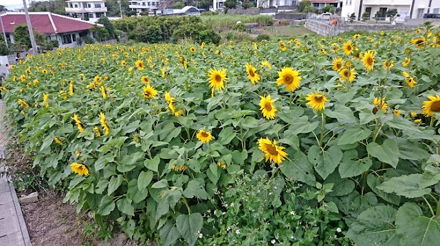 北中城村荻道のひまわり畑の写真