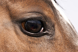 l'aoés et les chevaux