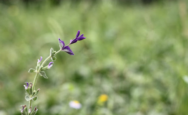 Annual Clary Sage