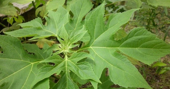 11 Manfaat Daun Insulin untuk Mengobati Diabetes Gangguan 11 Manfaat Daun Insulin untuk Mengobati Diabetes Gangguan