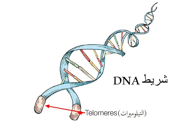 كيف تحدث الشيخوخة