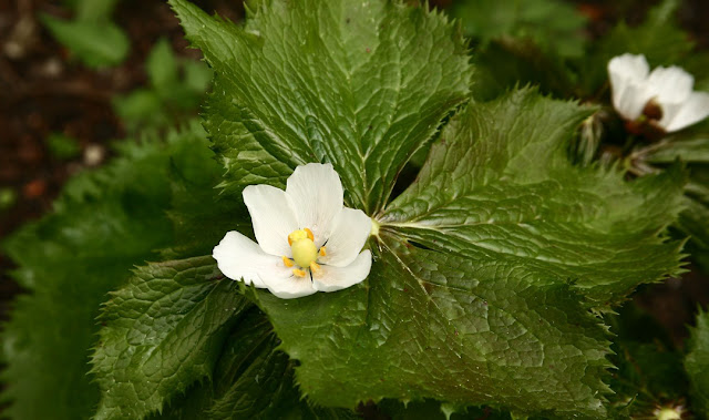 Laghu Patra (Podophyllum hexandrum )