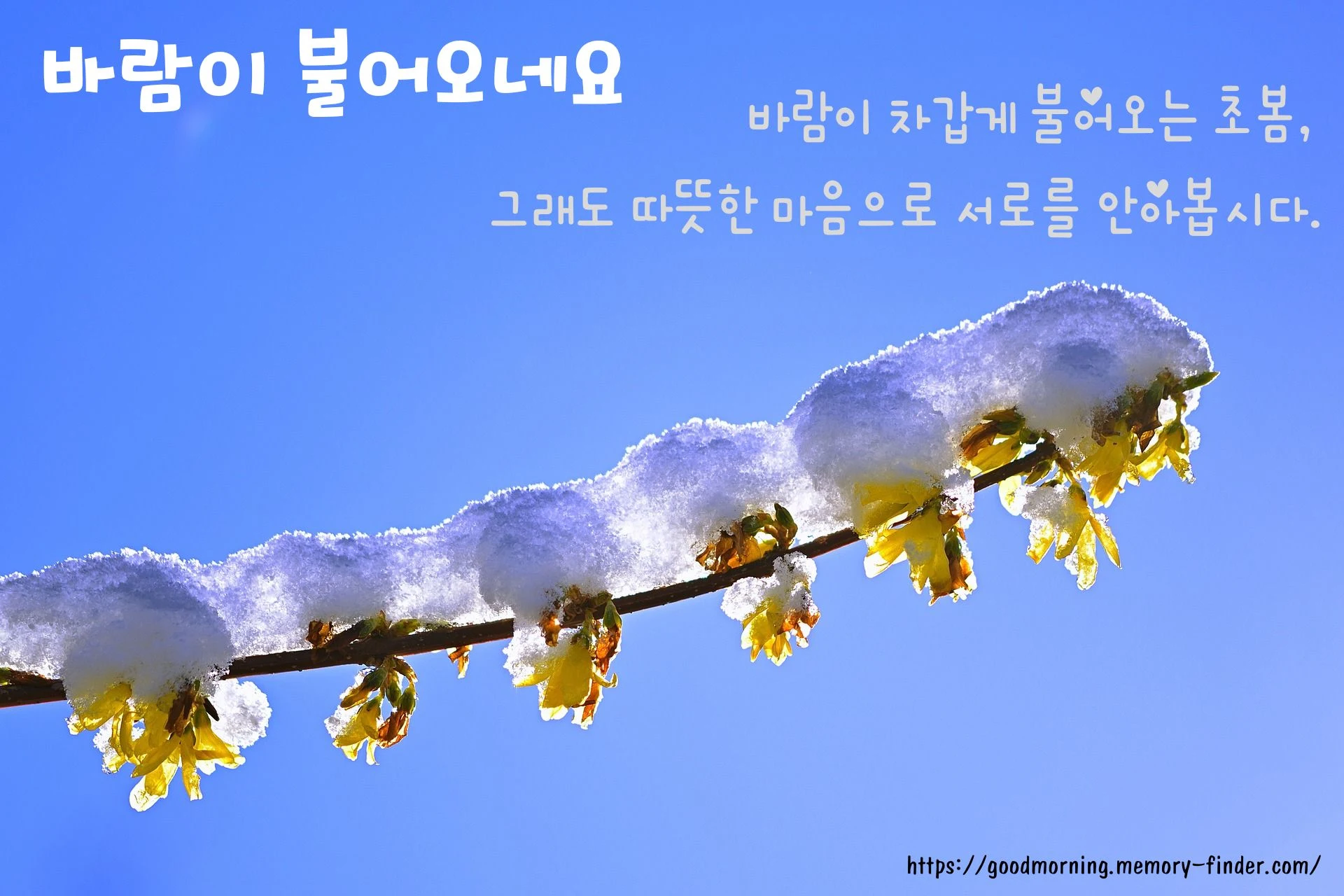 바람이 불어오네요 / 눈 덮인 꽃망울