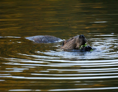 Beaver