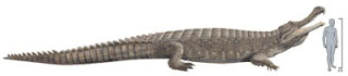 Super Crocodile Fossil Found in Sahara