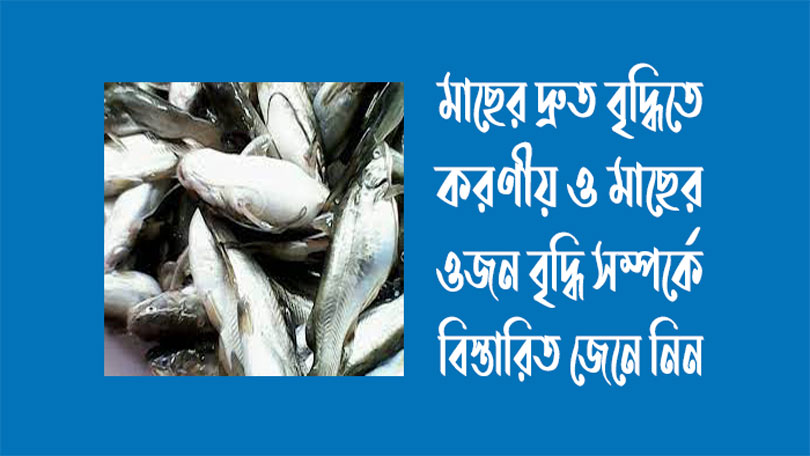 মাছের দ্রুত বৃদ্ধিতে করণীয়