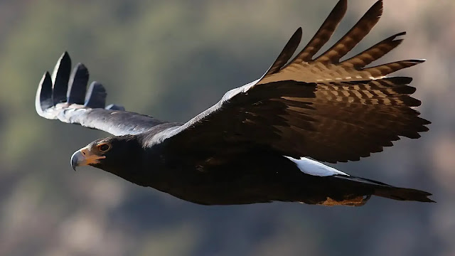 Verreaux’s Eagle