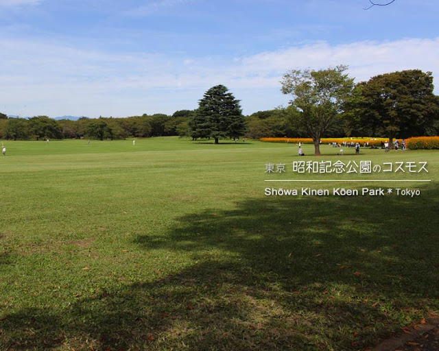 昭和記念公園の東花畑