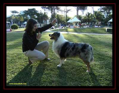 International Dog Show of Estoril with Australian Shepherd