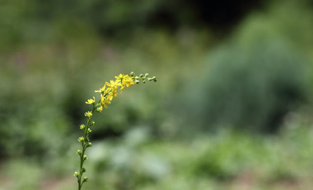 Agrimony Flowers Pictures