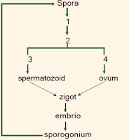 Soal Biologi :  65 Pilgan BabTumbuhan / Plantae dan Jawaban