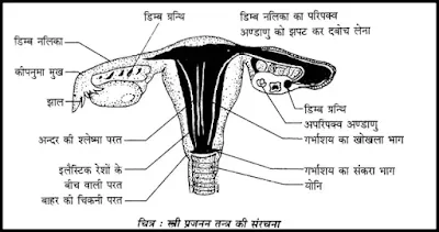 स्त्री प्रजनन तन्त्र की संरचना