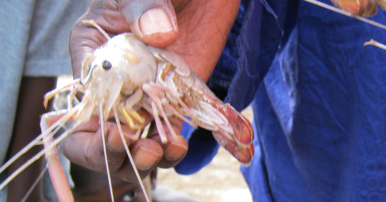 This Marine Creature Could Help Fight a Dangerous Disease and Alleviate Poverty