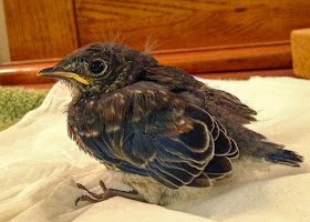 Male Eastern Bluebird Nestling Blue Wings