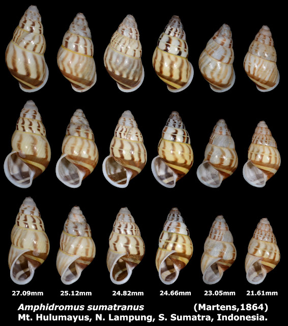 Amphidromus sumatranus 21.61 to 27.9mm