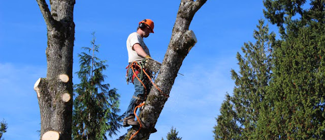Tree Services: The Benefits of Tree Planting