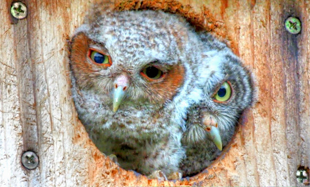 Funniest and Cutest Baby Screech Owls