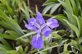 Iris