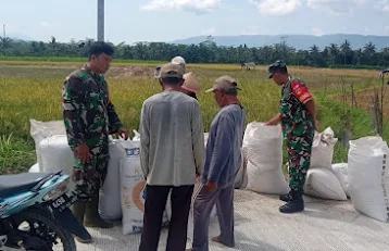 Sergab Padi di Kandangwangi, Poktan Margo Tani Wangi Siap Salurkan 3 Ton ke Bulog