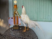 Jago Laga Indonesia