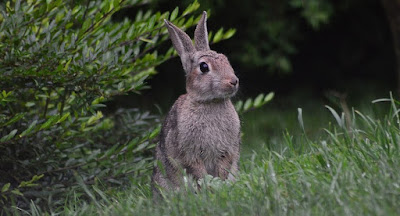 Lepus curpaeums di alam