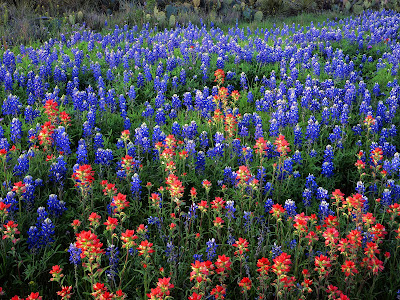 fields of the nephilim wallpaper. field of flowers wallpaper