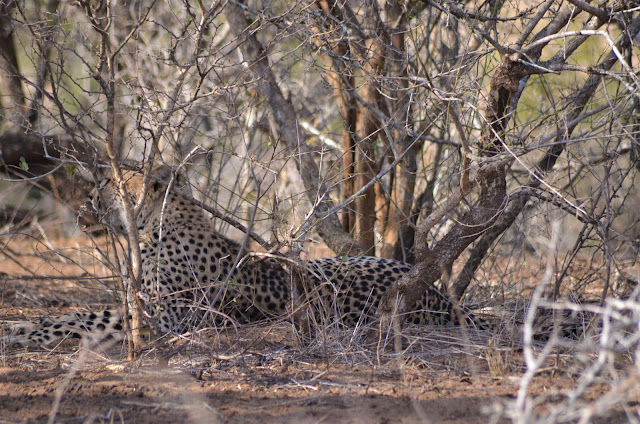 Leopard Near #LowerSabie Rest Camp @SANParksKNP @SANParks #SA #PhotoYatra #TheLifesWayCaptures