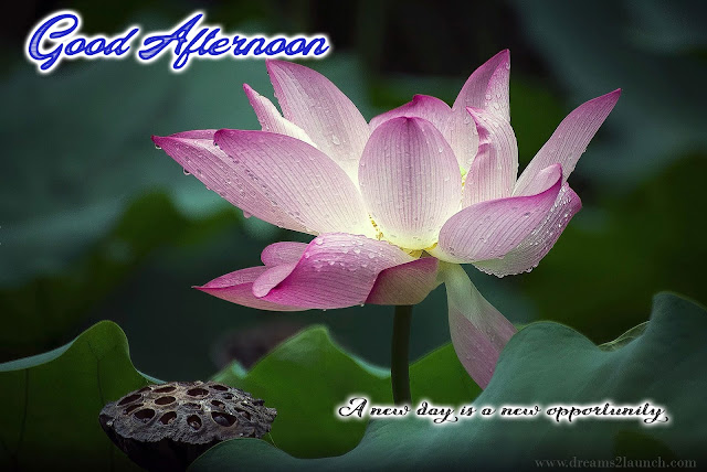 good afternoon wishes images
