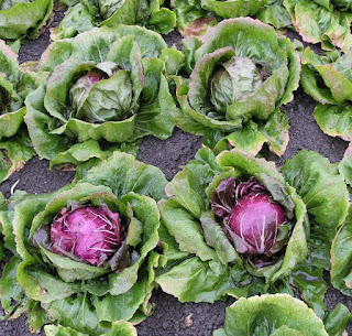 Cykoria Radicchio