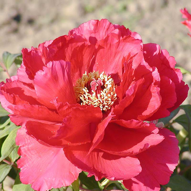 Пион 'Hoki' / Пион 'Хоки' (Paeonia 'Hoki', Paeonia 'Houki')