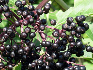 american black elderberry fruit images