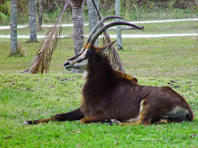 Animals