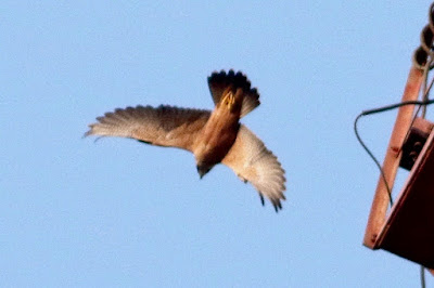 "Peregrine Falcon (Shaheen) Falco peregrinus, diving for prey ion the fading sunlight."