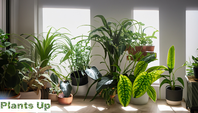 Sustainable Indoor Plants: