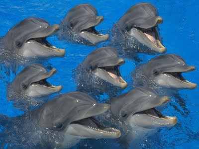 Images Baby Dolphins on Bottlenose Dolphins Becoming Endangered   Bottlenose Dolphin   Zimbio