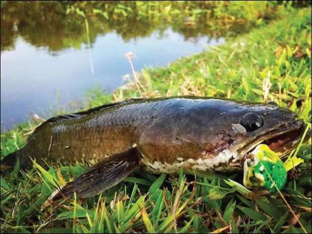 Gambar Ikan  Gabus  ukuran Kecil dan Besar serta Manfaatnya