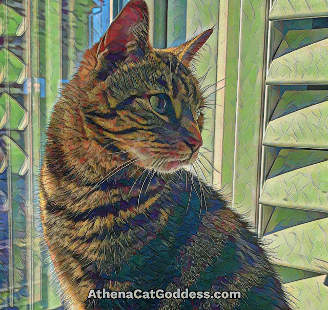 tabby cat at the window in front of shutters