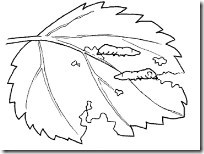 ciclo de los gusanos de seda www.colorear (7)