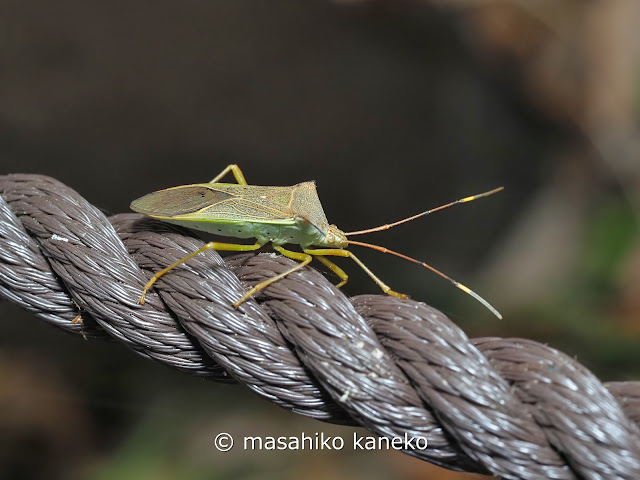 ミナミトゲヘリカメムシ