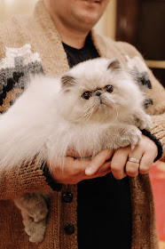 7 Epically Adorable Pictures From The Norwegian Forest Cat Show