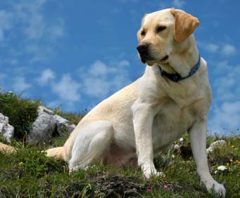 Labrador Retriever Dog in The Vietnam War