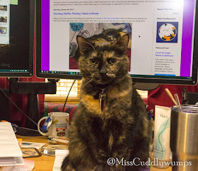 Paisley, tortoiseshell cat, on desk in front of monitor