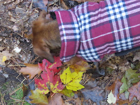 dachshund digging